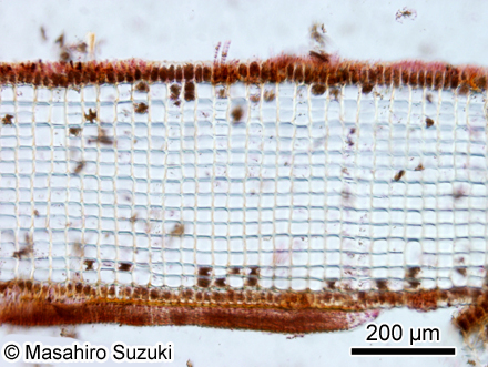 ウミウチワ Padina arborescens